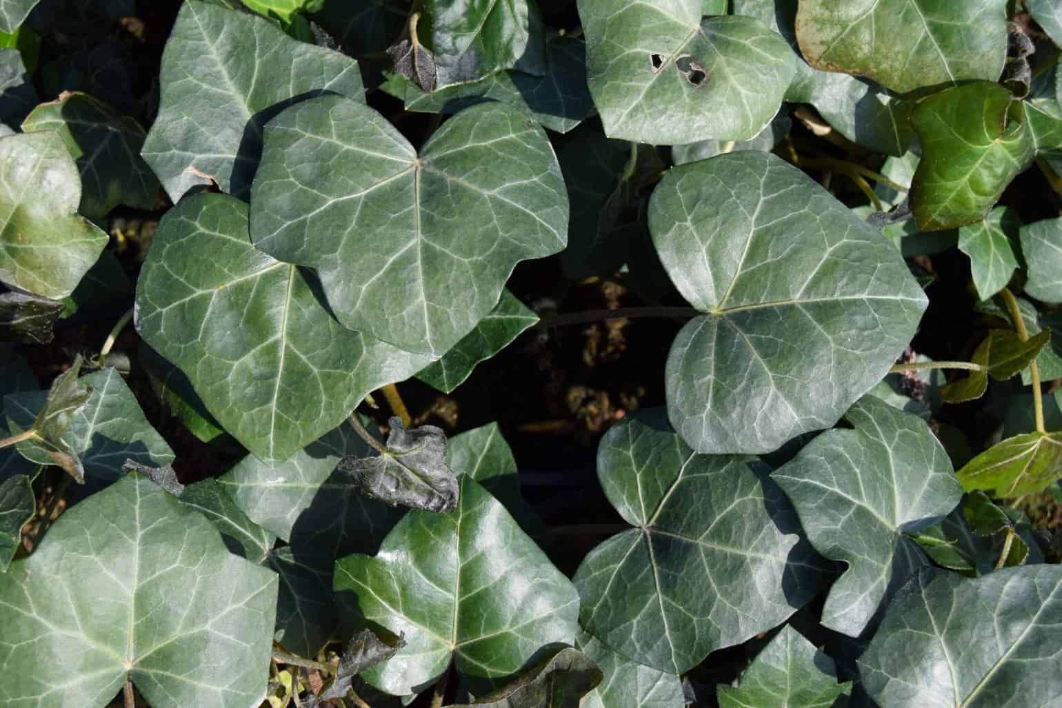 Hedera hibernica